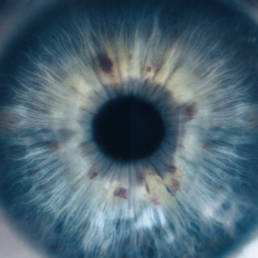 eye iris macro